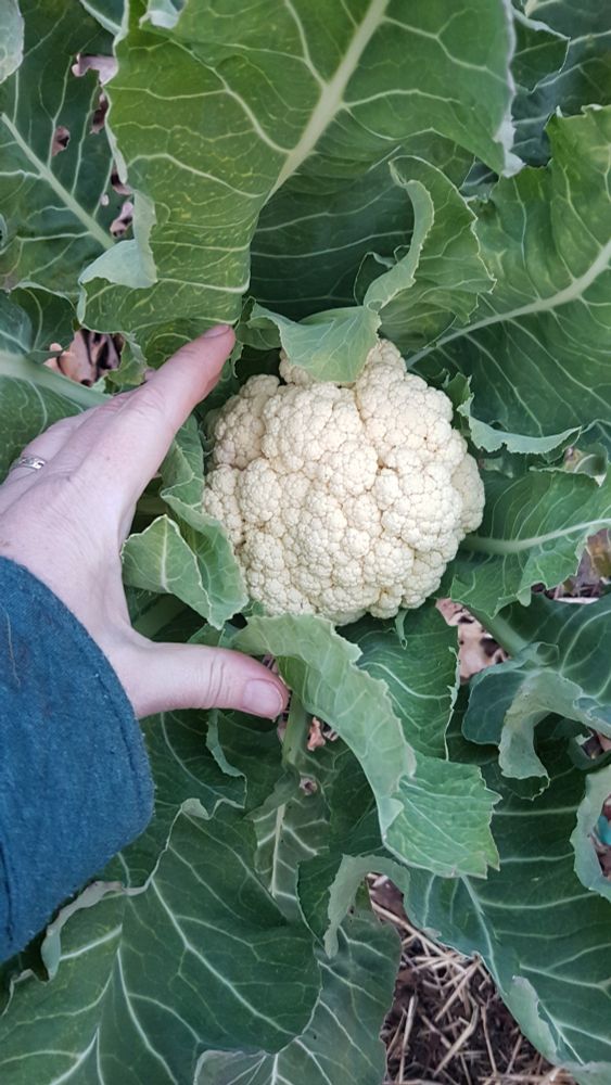Cauliflower plant in the garden