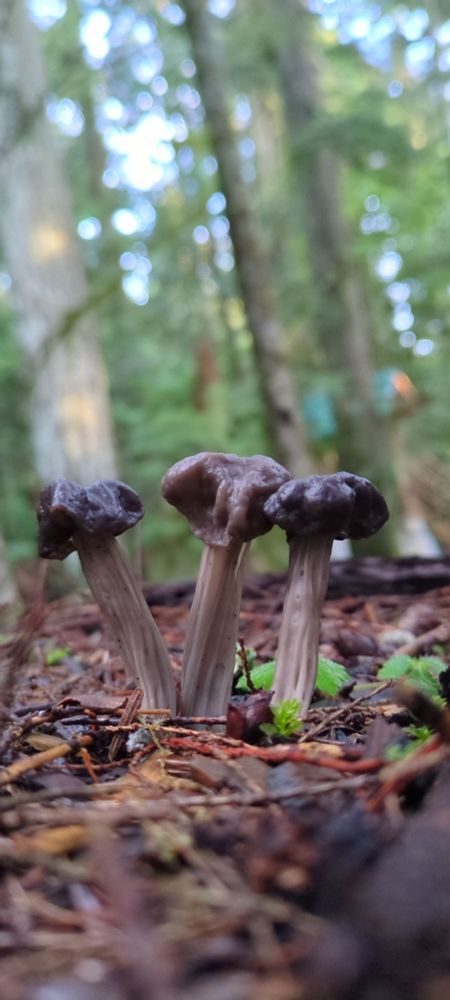 three little brown mushrooms in a row in the forest 
