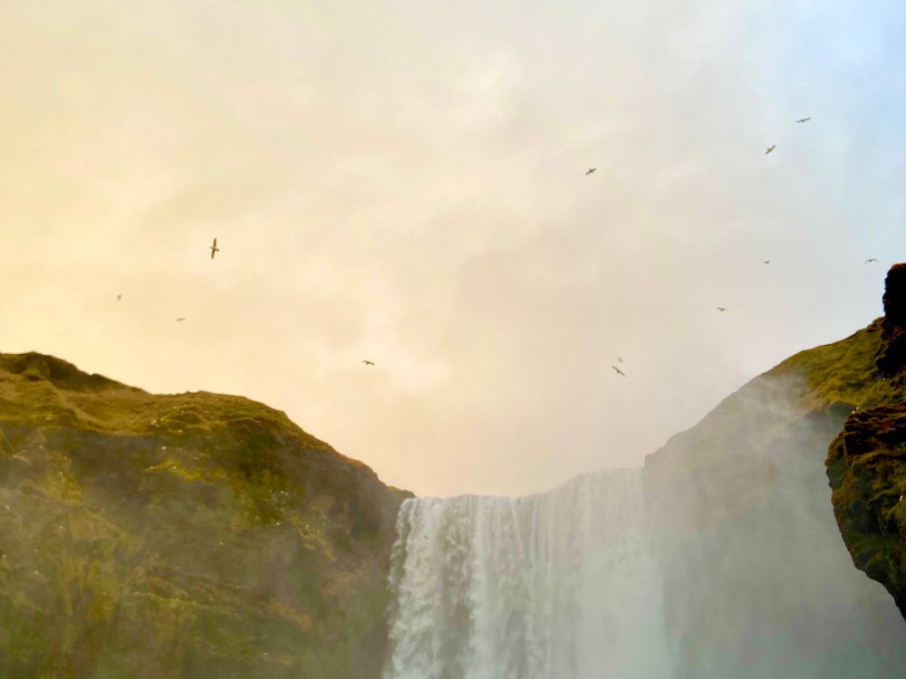 One of the many, many many many many waterfalls I saw on my trip. Can’t remember which one but the birds were awesome.