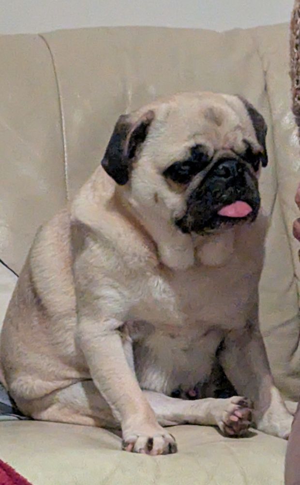 Beige pug with his tongue out scrunched up on a sofa and looking very, very pissed off 