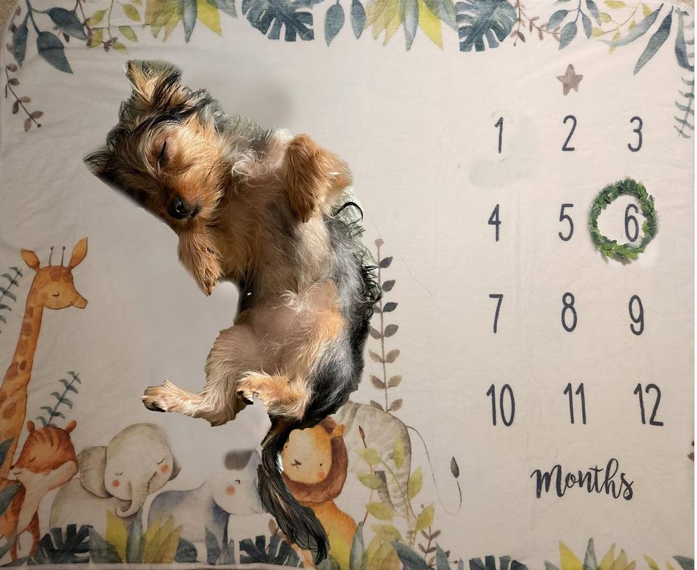 A picture of our new puppy Georgie against a silly may meant for a newborn with all the months written and month 6 circled. This is becuase Georgie is six months old.