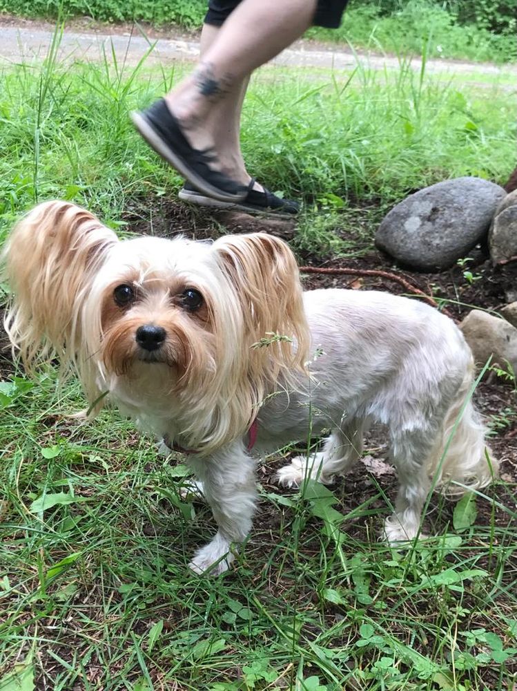 This is a picture of a pale coloured yorkie.