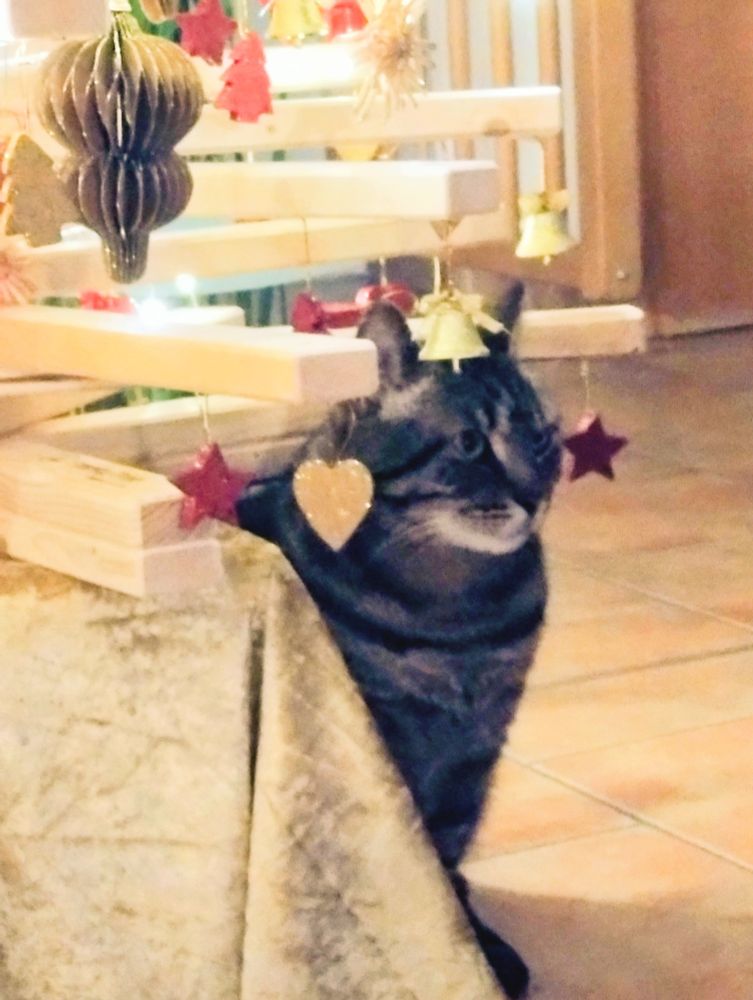 Katze sitzt eingerahmt von Weihnachtsbaumschmuck unter dem alternativen Lattenweihnachtsbaum 