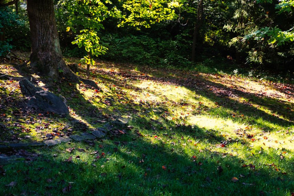 Trees casting shadows on the grass covered in leaves