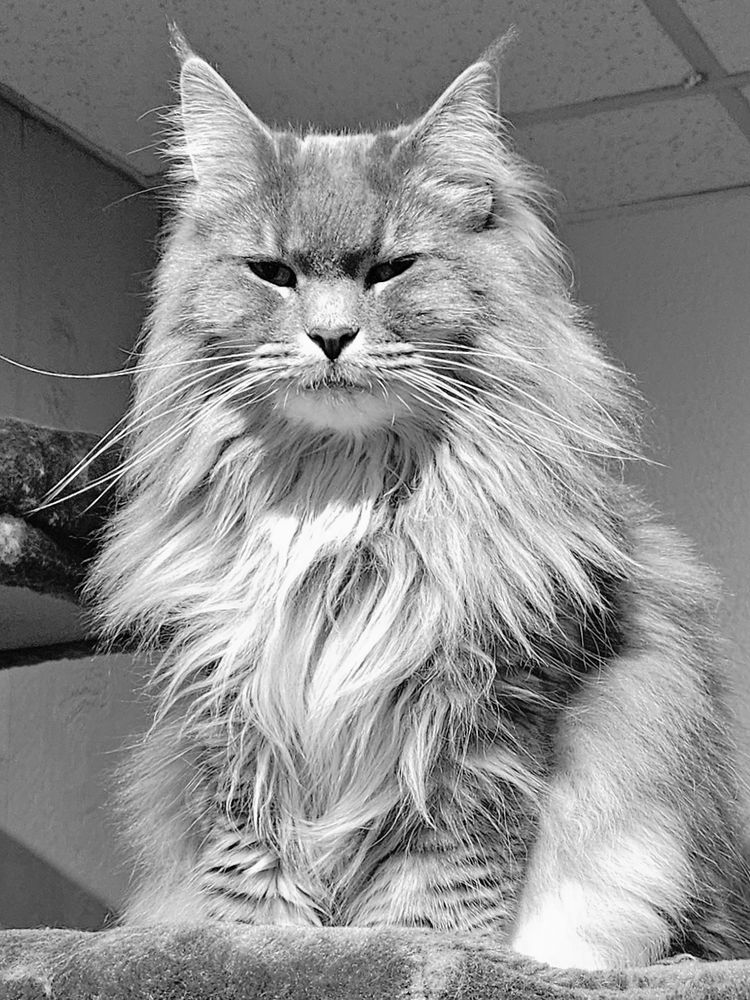 Cinder the Maine Coon glaring at me from her cat tower.