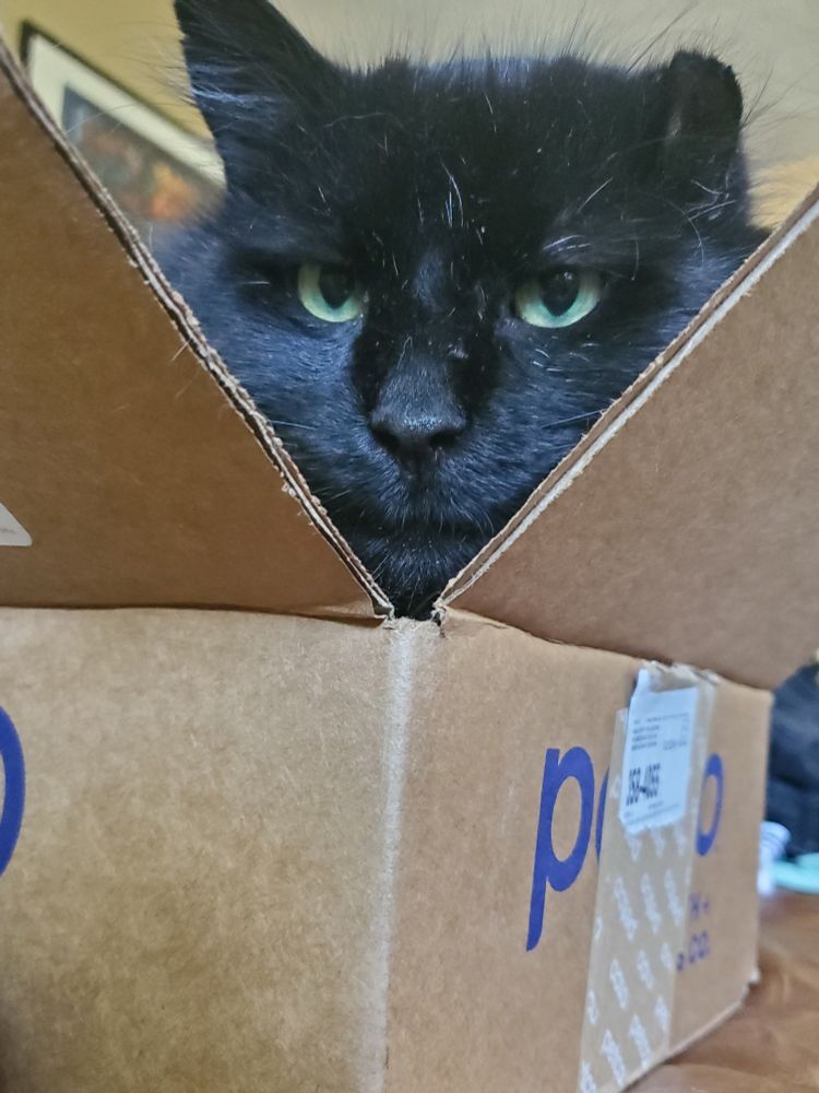Coal, a one eared black cat with long hair, in a box.