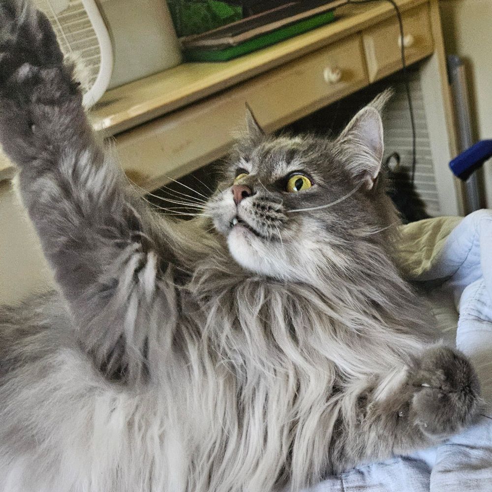 Cinder reaching for the stars. Or food .

Cinder is a Maine Coon cat.