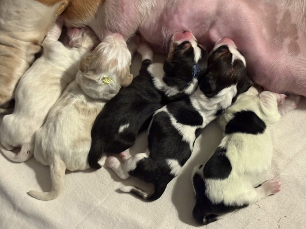 A closeup of five newborn basset puppies.