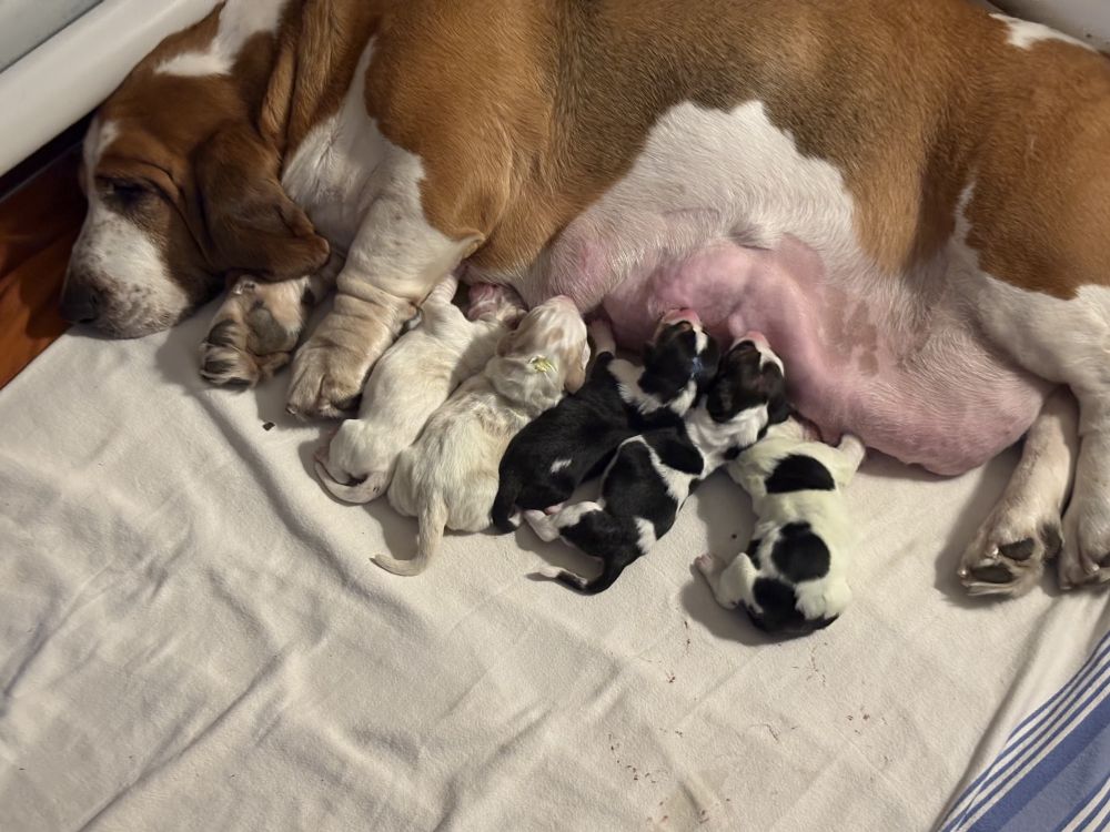 Whisper a tri colored basset with five puppies nursing, three tris and two red and whites.