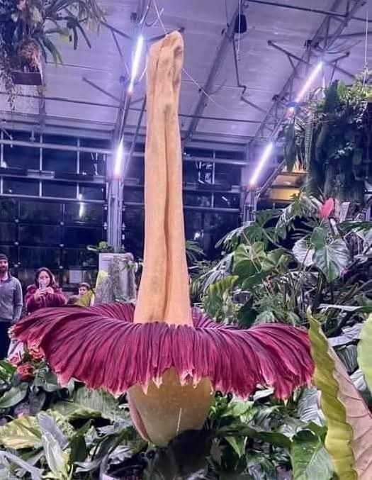 San Diego's enormous corpse flower looking like aN upside down ballerina.