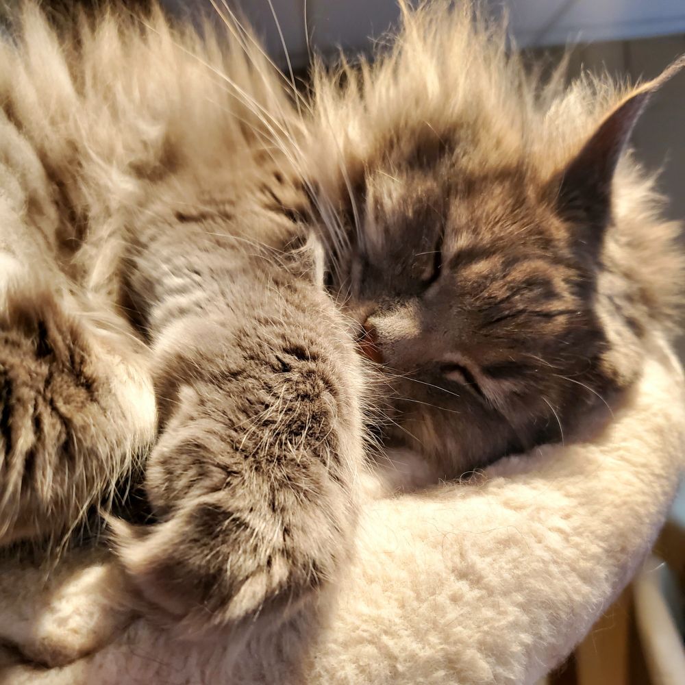Cinder the silver smoke Maine Coon doing a cute atop her cat tower. Her feet are ridiculous.