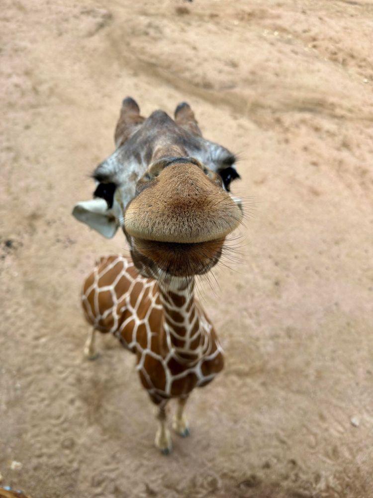 Waffles is a baby giraffe and she's very close to the camera.