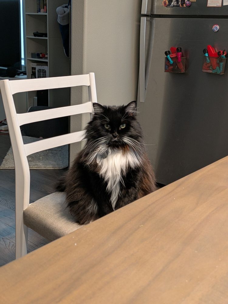 My dear cat Bliko (tuxedo and very fluffy) sitting politely at the dining room chair