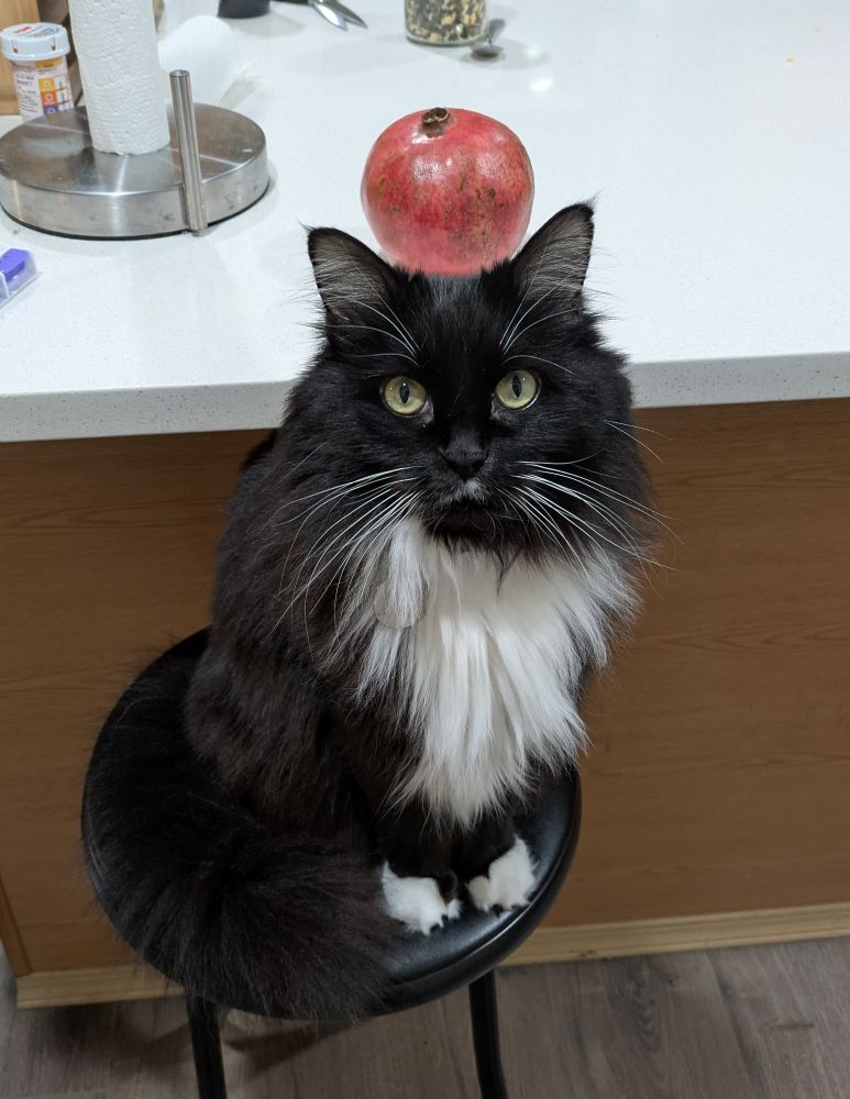  my dear cat Bliko sitting on a bar stool and balancing a pomegranate on her head (she's not actually balancing it on her head, it's just perspective!)