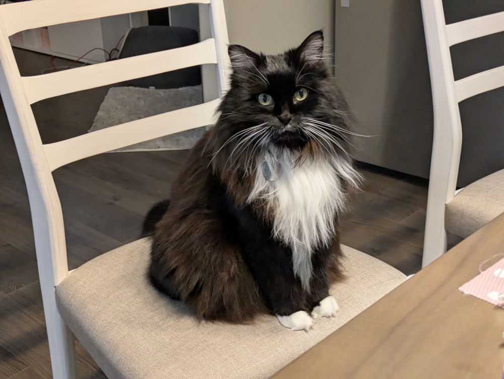 my dear cat Bliko (fluffy tuxedo cat) sitting politely on the dining room chair