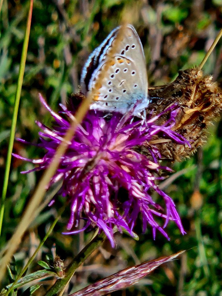 Photo of tiny butterfly on a purple flower. 