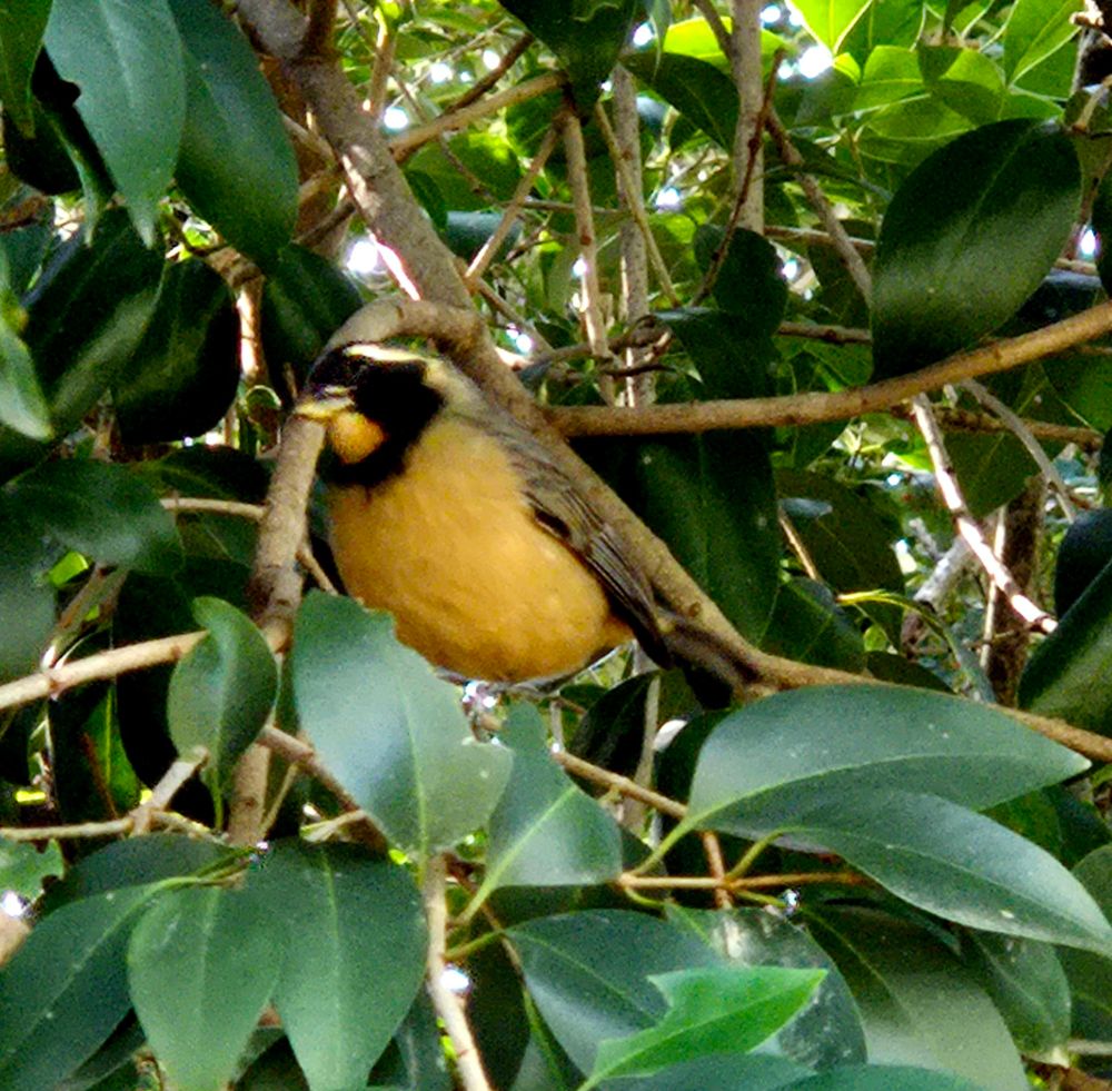 Photograph of adult golden-billed saltator