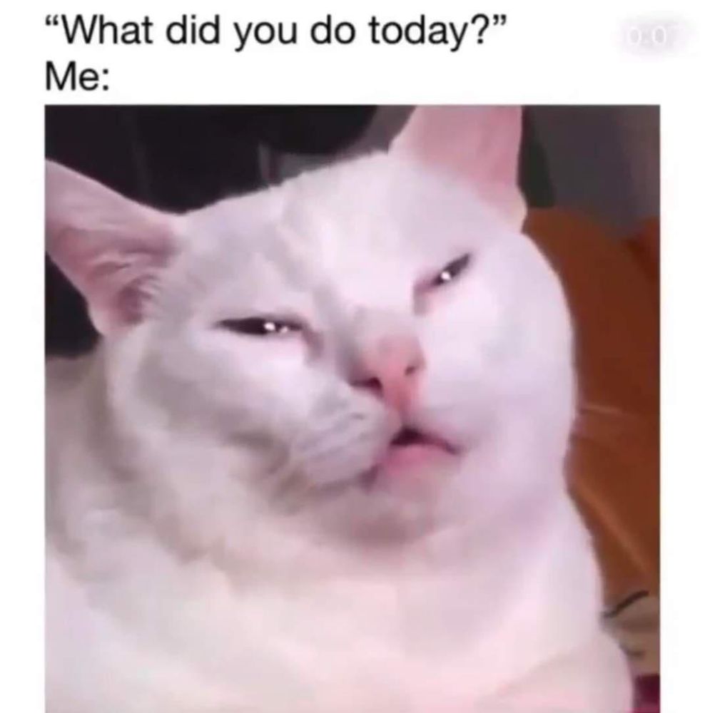 A light-colored cat with a relaxed and disinterested expression.

Transcribed Text:

"What did you do today?" Me:
