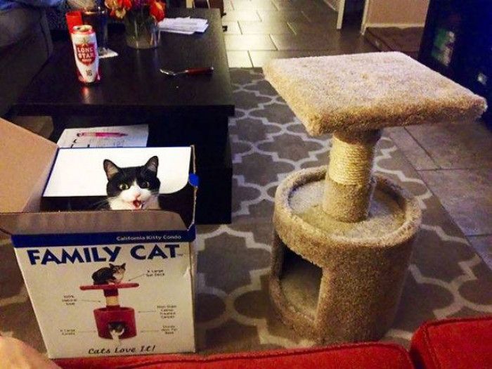 The image depicts a living room setting. On the left, a black-and-white cat peeks out of a cardboard box labeled "FAMILY CAT." The box, printed with images and text, suggests it originally contained a cat condo. To the right of the box, the actual cat condo is visible, made of a carpeted material with a circular base, a post wrapped in twine, and a flat platform on top. The background shows a dark wooden coffee table with items on it, including a can and floral arrangement, set on a beige patterned rug. The room has tiled flooring and minimalistic decor.