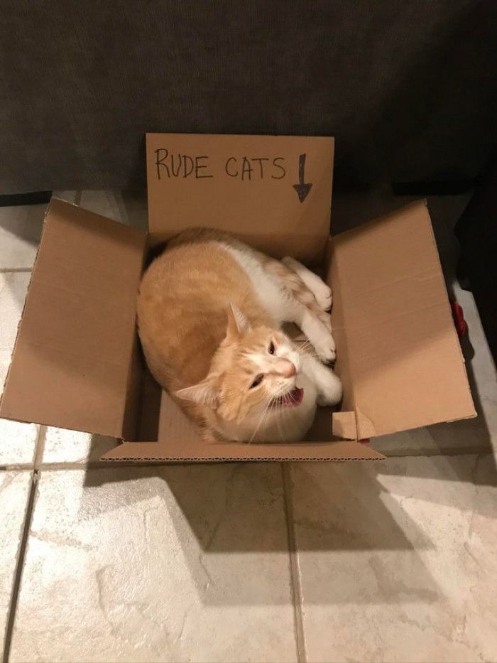 The image shows a ginger and white cat lying inside an open cardboard box on a tiled floor. The box's flaps are open, and the cat is curled up with its mouth open, appearing to be meowing or yawning. Behind the cat, propped inside the box, is a piece of cardboard with the handwritten label "RUDE CATS" and an arrow pointing downward toward the cat.