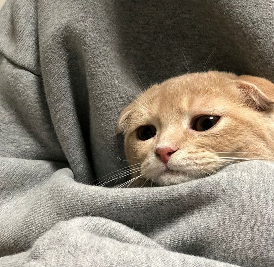 The image shows a close-up of a small, beige-colored cat nestled within the folds of a gray hoodie. The cat has round, expressive eyes, giving it an innocent look. Its ears are folded down, typical of a Scottish Fold breed. The hoodie material is soft and slightly textured, creating a comfortable resting place for the cat. The cat's body is mostly hidden, with only its head and part of its neck visible, creating a snug and cozy appearance.