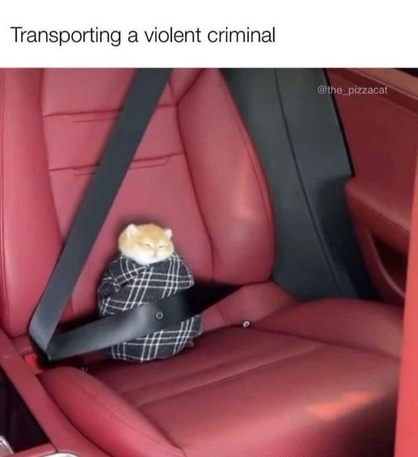 A kitten wrapped in a checkered cloth, secured by a seatbelt on a red car seat.

Transcribed Text:

Transporting a violent criminal @the_pizzaca