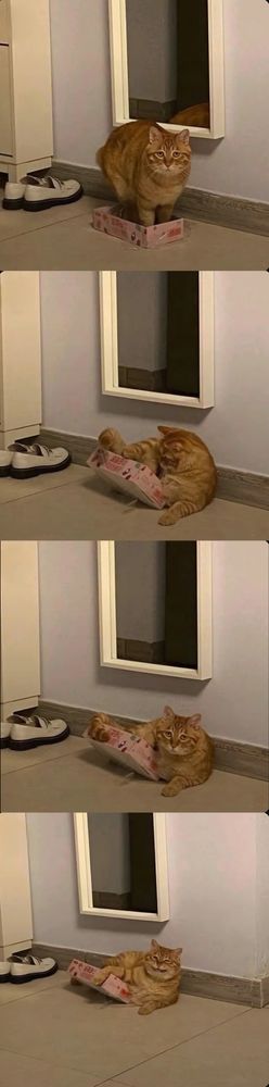 The image sequence depicts an orange tabby cat interacting with a small, rectangular box near a wall. In the first frame, the cat stands inside the box, which appears slightly too small for it, next to a pair of white shoes on a tiled floor. A mirror on the wall provides a partial reflection. The subsequent frames show the cat sitting, playing, and eventually lying partially in and out of the box. The scene remains consistent across frames, maintaining the presence of the mirror and shoes against a light-colored wall.