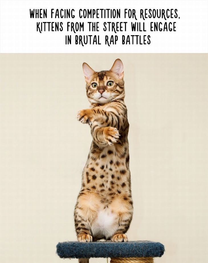 A Bengal cat stands on its hind legs with paws extended, text above.

Transcribed Text:

WHEN FACING COMPETITION FOR RESOURCES, KITTENS FROM THE STREET WILL ENGAGE IN BRUTAL RAP BATTLES.