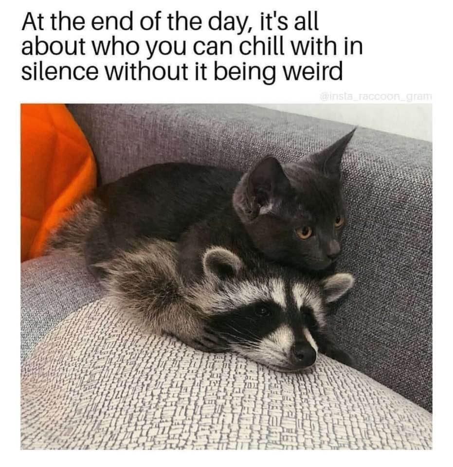 The image shows a dark gray cat resting its head on a raccoon. Both animals are lying on a textured, patterned sofa. The cat, with its piercing eyes, is on top, nestled comfortably against the raccoon's furry head. The raccoon, with its distinctive black and white facial markings, appears calm and relaxed. In the upper part of the image, there's an orange cushion against the corner of the sofa, adding a splash of color to the otherwise muted tones. The overall scene exudes a sense of tranquility and companionship.

Transcribed Text:

At the end of the day, it's all about who you can chill with in silence without it being weird.