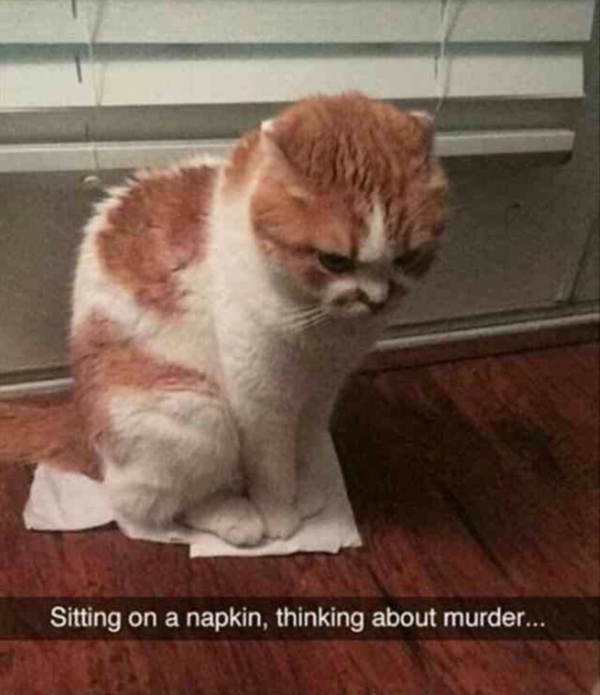 A grumpy ginger and white cat sits on a napkin on a wooden floor.

Transcribed Text:

Sitting on a napkin, thinking about murder...