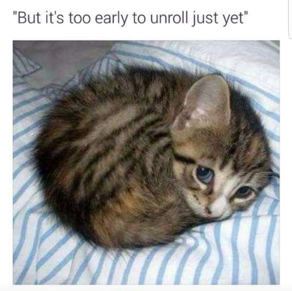 The image shows a small tabby kitten curled into a tight ball on a bed with blue and white striped sheets. The kitten's fur is a mixture of brown, black, and gray, with distinctive dark stripes. Its head is slightly raised, revealing large blue eyes and prominent ears. The overall atmosphere conveys a sense of coziness and warmth.

Transcribed Text:

"But it's too early to unroll just yet"