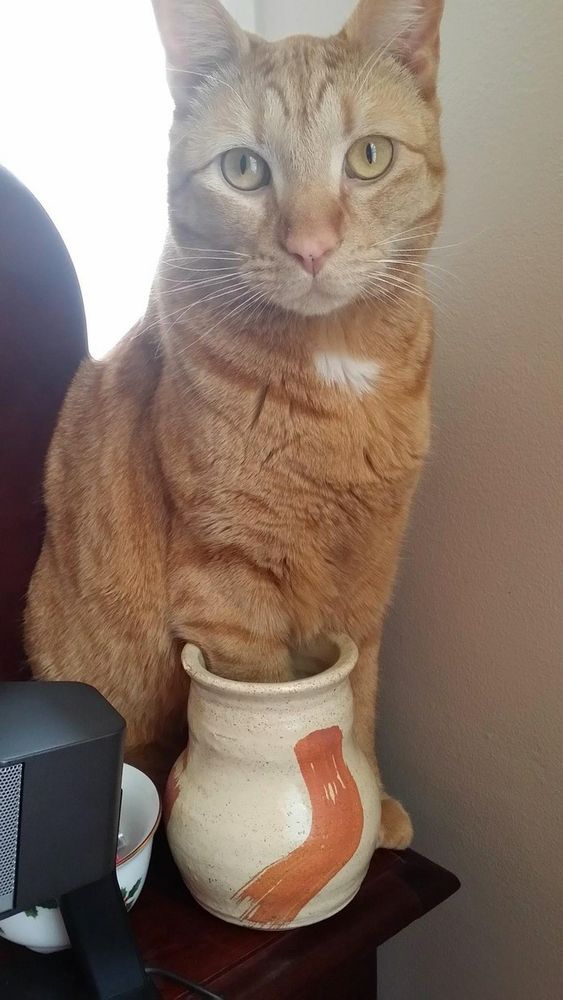 The image depicts a ginger tabby cat with striking amber eyes, sitting upright on a wooden surface against a light-colored wall. The cat has a small white patch on its chest and is looking directly at the camera. In front of the cat is a beige ceramic pot with an earthy brown brushstroke design. The cat has one of its front paws placed inside the pot. To the left of the pot, part of a small speaker and a decorative cup with a floral design are visible.