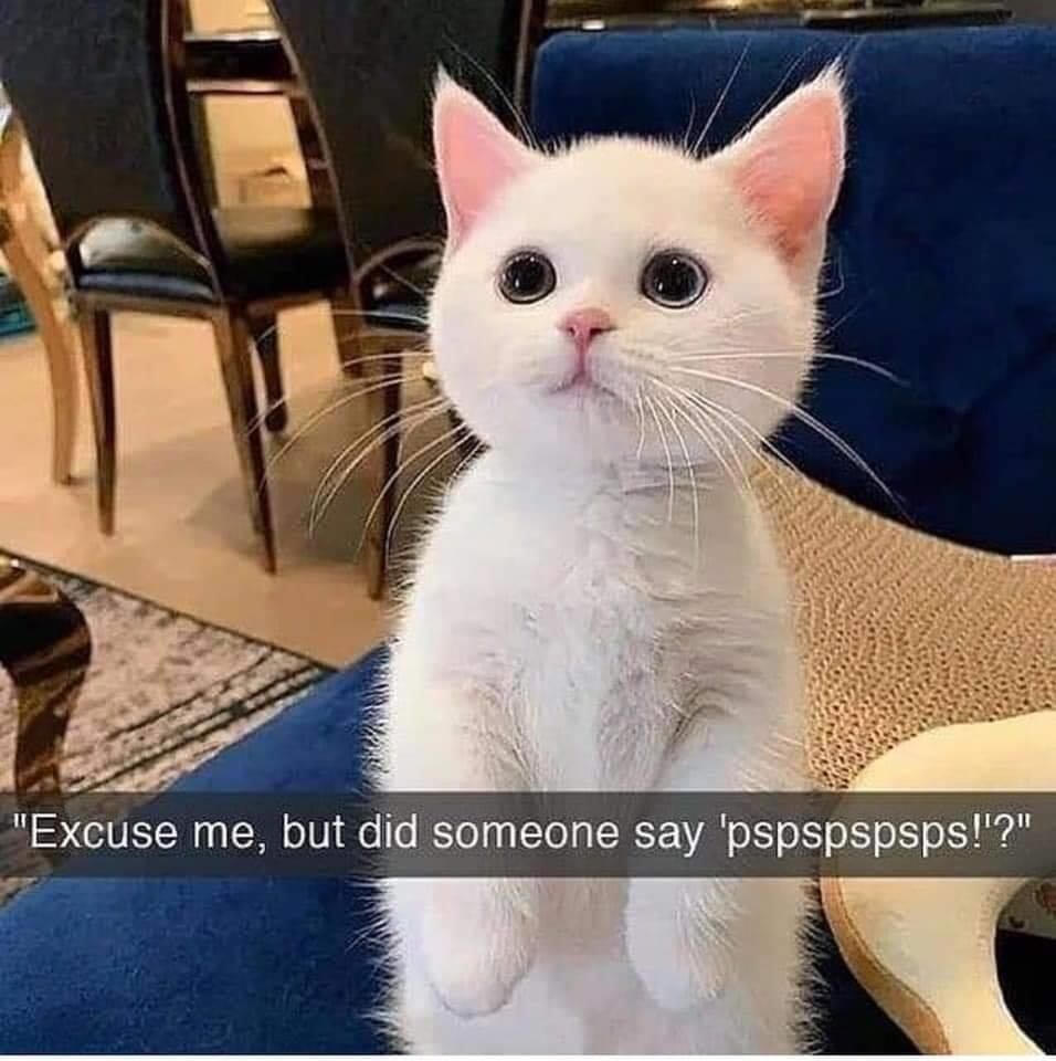White kitten with large eyes and pink ears sitting upright on a blue chair, looking curious.

Transcribed Text:

"Excuse me, but did someone say 'pspspspspsps'!?"
