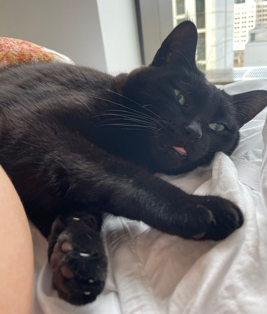 A black cat tucked into bed with her paws stretched towards the camera and her tongue sticking out