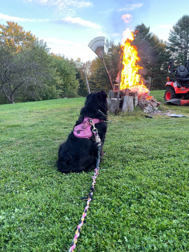 Picture of a Australian sheepdog looking in a roaring fire