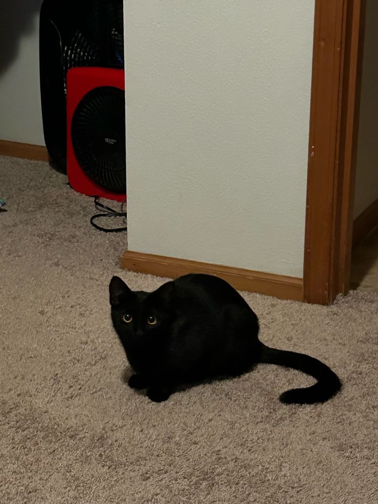 Small black cat on the floor looking up at the camera. Eyes are the only visible detail