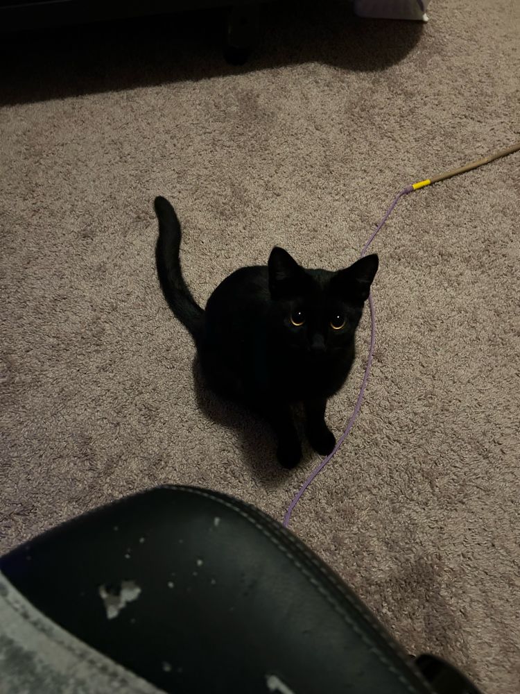 A very cute black cat looking up at the camera with big bright eyes