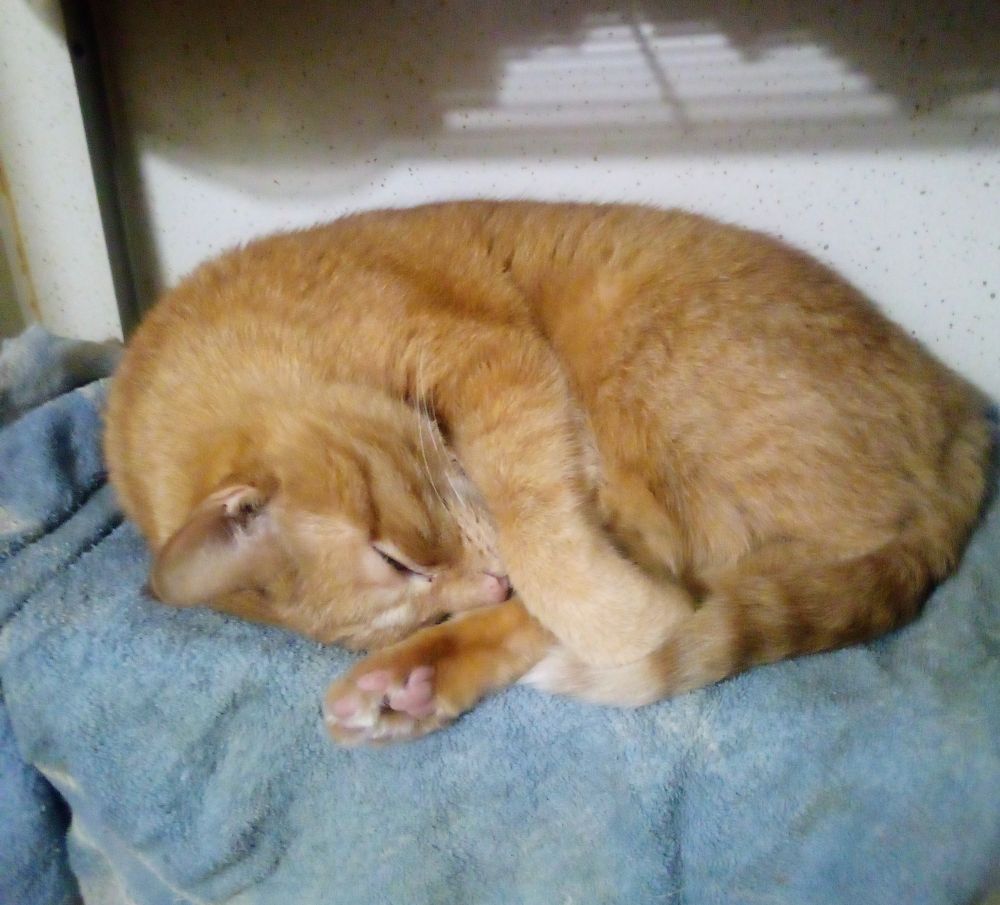 Weazely, a ginger Tom, curled up on a bathroom shelf 