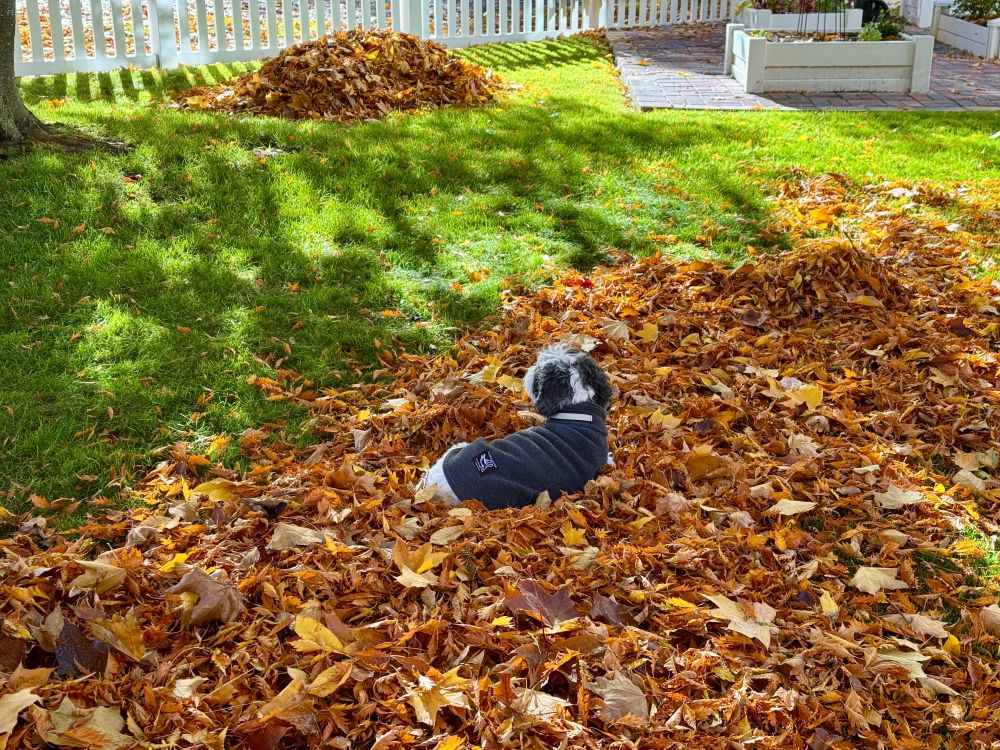 A small black and white dog in a gray sweater lounges in a pile of leaves, supervising her minion in the task of raking. 