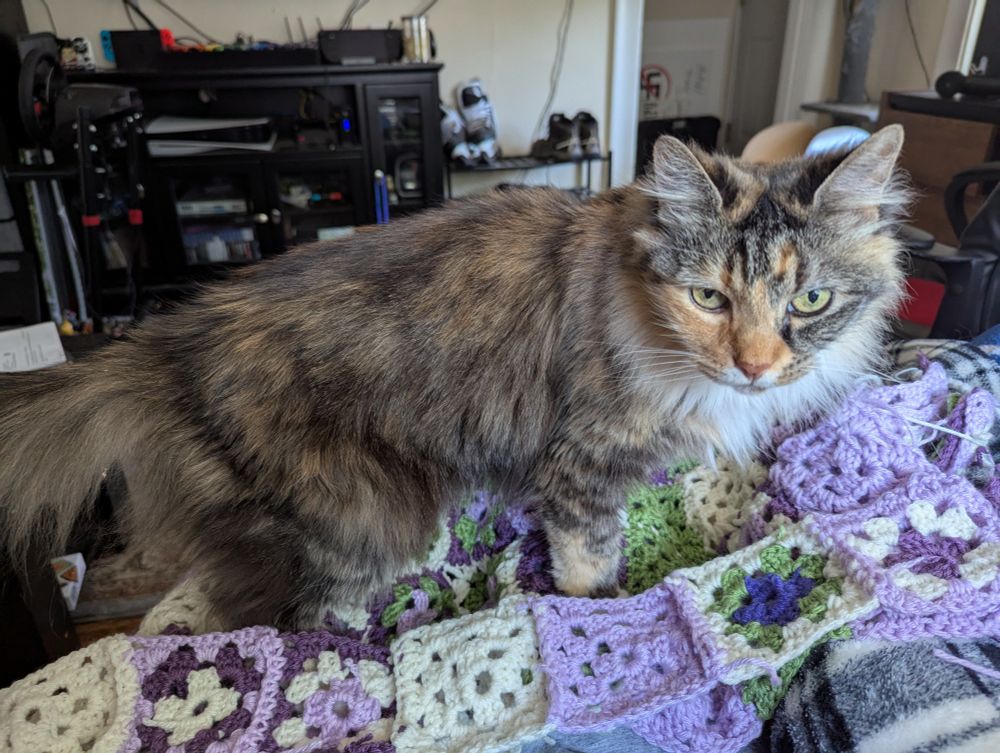 A long hair multi color cat standing on a patch work crocheted afgan looking very annoyed that she's not being petted 