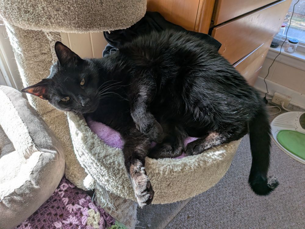 A large short haired black cat resting on a cat bed.