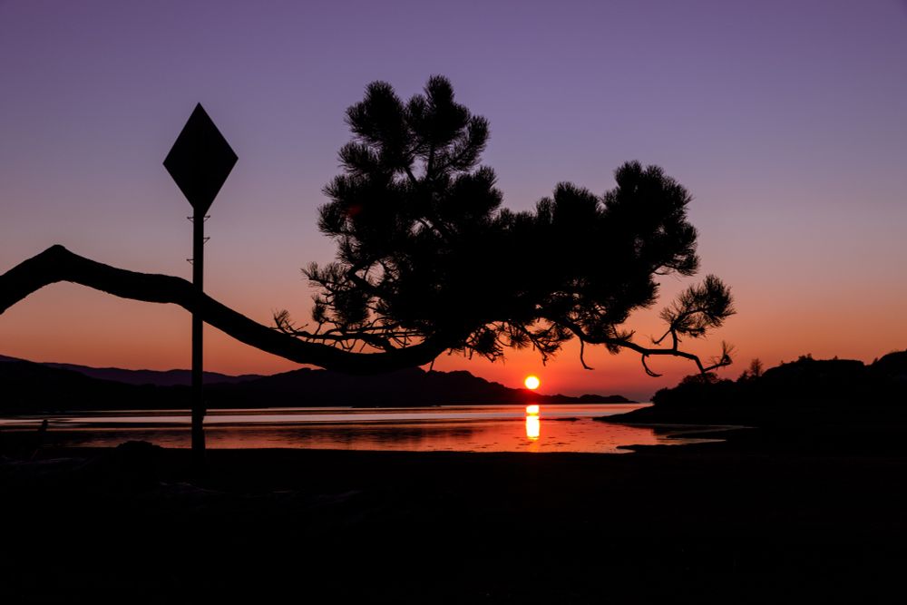 A branch of Scots pine framing the setting sun