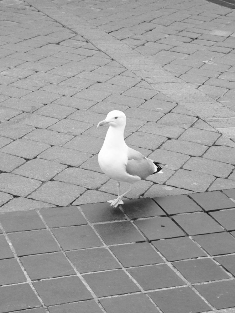 Seagull
Galway
