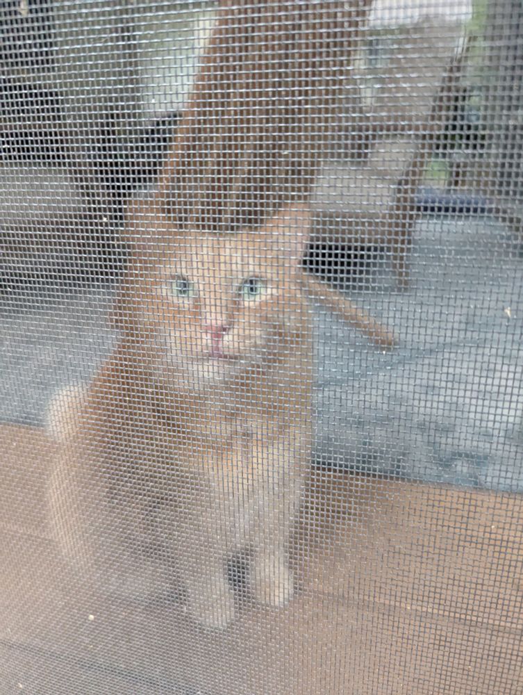 An orange cat from behind a screen window