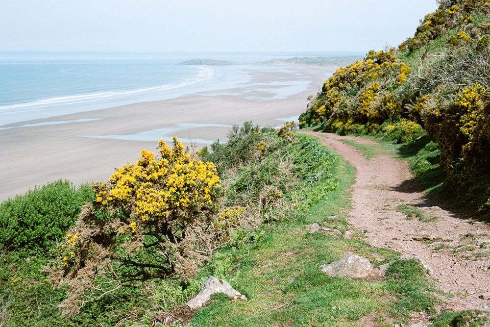 A stony footpath leads downhill between flowering gorse plants, heading towards a large expanse of sandy beach and blue sea beyond.
