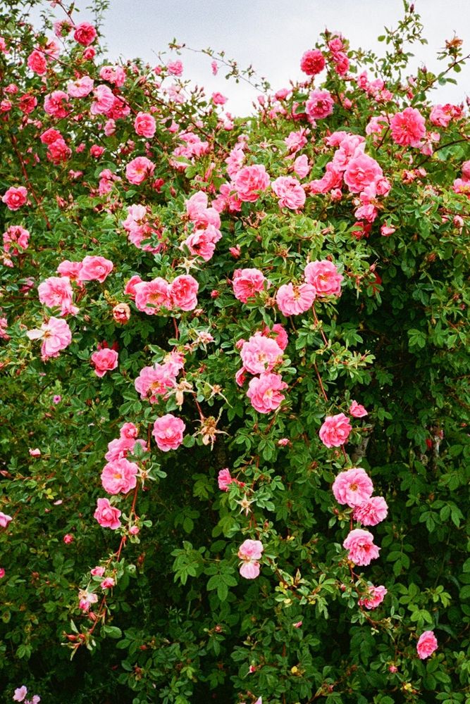 A pink climbing rose in flower surrounded by green foliage.