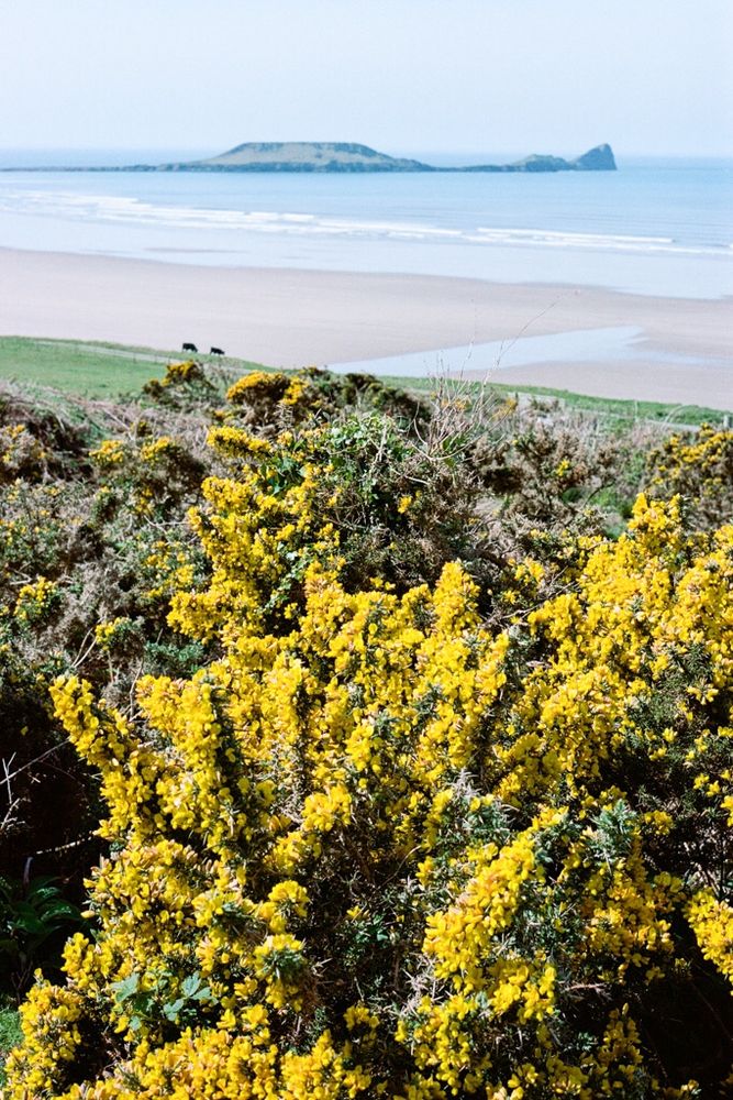 Bright yellow gorse flower on the foreground looking down on a large, sandy beach and blue sea beyond. There is a small island just offshore on the distance.