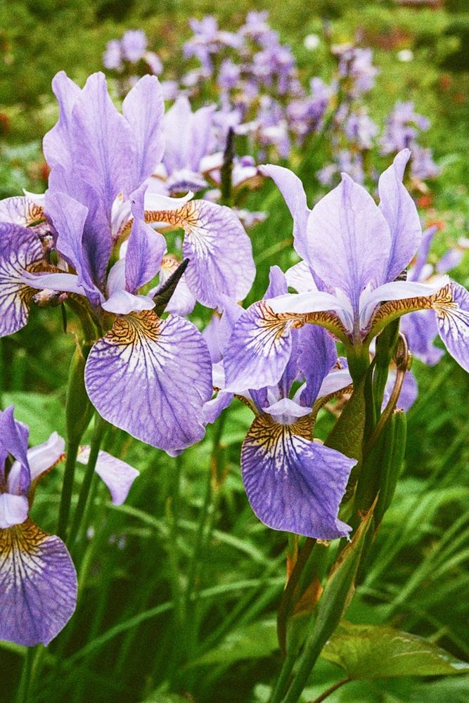 A close-up image of Purple Irises in flower.