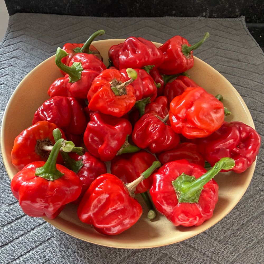 A bowl of freshly picked ripe Scotch Bonnet chilli’s