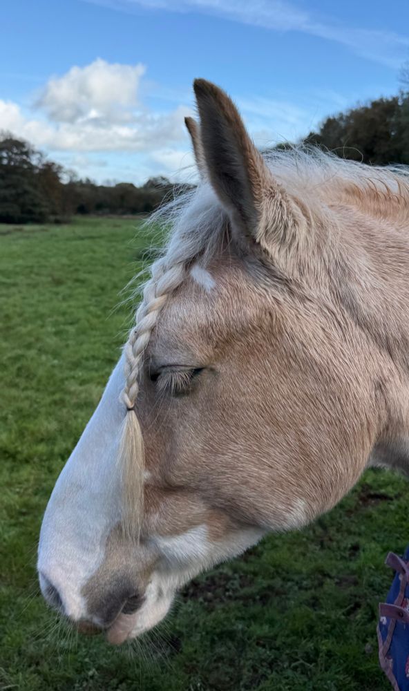 A rather lovely pale brown horse with a plaited mane, very friendly.